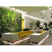 Озеленение офисов услуги по озеленению офисов Киев Украина фото