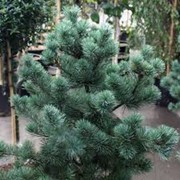 Сосна мелкоцветная Pinus parviflora Chikusa Goten Nowość 50-60 C12