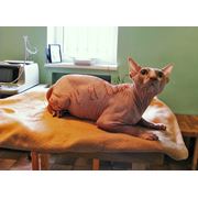 лечение кошек и собак в Запорожье фото