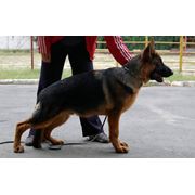 Дрессировка щенков в Николаеве Цена фото