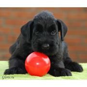 Дрессировка щенков фото