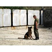 Дрессировка собак фото