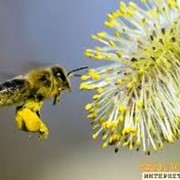Пыльца пчелиная фотография