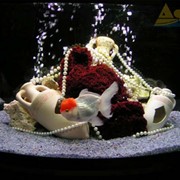 Рыбный аквариум фотография