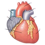 Врач-кардиолог: диагностика и лечение пациентов с жалобами на повышение артериального давления боли дискомфорт в области сердца недомогание или одышка после физических нагрузок повышенная потливость фото