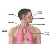 Пульмонология фото