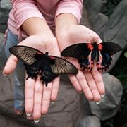 Детские праздники Салют из живых бабочек Киев фото