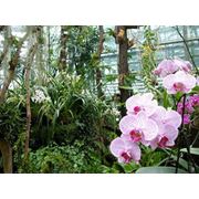 Зимние сады оранжереи орхидариумы. Сады бабочек. Фитодизайн интерьера