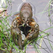 Раки живые фото