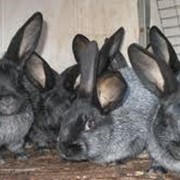 Кролики серебристые, продажа кроликов от производителя,опт,розница фото
