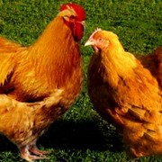 Цыплята породы Редбро (Redbro),суточных и подрощенных (4кг,до 300 яиц)