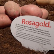 Картофель посадочный среднеспелый ROSAGOLD