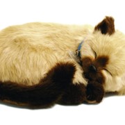 Дышащая сиамская кошка фото