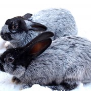 Кролики фотография