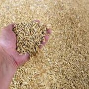 Культуры кормовые зерновые