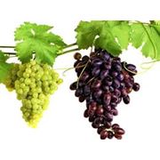 Подбор сортов винограда для конкретной местности фотография