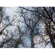 Удаление аварийного дерева спил аварийного дерева по частям в Донецке