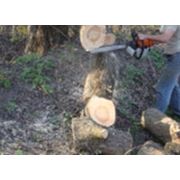 Спил деревьев в Киеве удаление деревев  валка деревьев фото