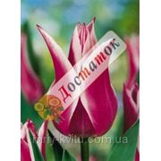 Луковичные растения Тюльпан Claudia