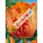 Луковичные растения Тюльпан Appricot Parrot