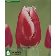 Луковицы тюльпана Canasta фото