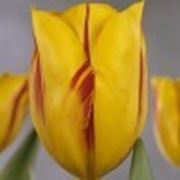 Тюльпан Washington фото