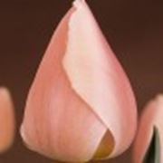 Тюльпан Ollioules фото