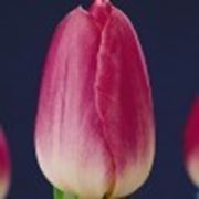 Тюльпан Dynasty фото