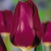Тюльпан Purple Lady фото