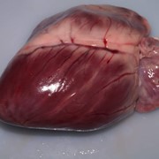 Свиное сердце органическая - органик фото