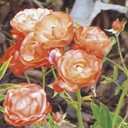 Розы миниатюрные фото