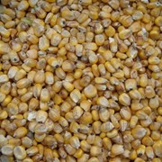 Кукурудза на експорт / Corn for export