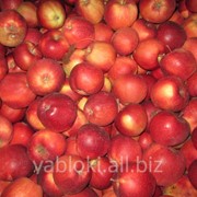 Продам яблоки летних сортов фотография