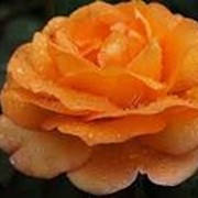 Роза чайно-гибридная Луи Де Фюнес