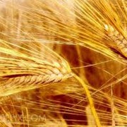 Культуры зерновые оптом