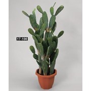 Мексиканский кактус фото