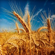 Пшеница оптом фотография