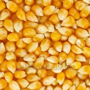 Зерно желтое Кукурузы фото