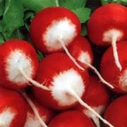 Семена редиса Красный с белым кончиком
