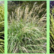 Декоративная трава. Многолетние и однолетние декоративные травы