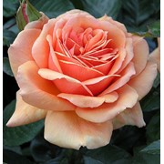 Роза чайно-гибридная Ашрам (Ashram)
