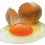 Яйцо столовое фото