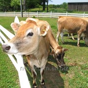 Источник энергии для молочных коров Кау-Энерджи фото