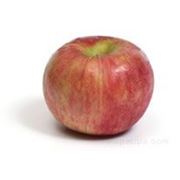 Яблоки Кортланд Фото
