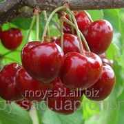 Саженец плодовых ягодных деревьев черешни Ярославна