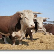 Скот крупный рогатый КРС в Казахстане фото