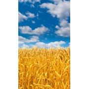 Зерновые культуры, пшеница фото