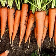 Семена моркови Скарла F1 20 г. фотография