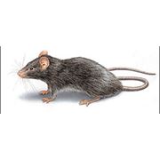 Дератизация. Уничтожение крыс мышей грызунов фотография