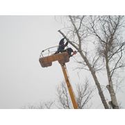 Обрезка деревьев веток с помощью автовышки фото